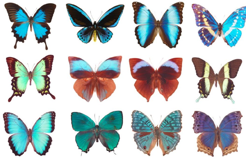 蝴蝶標(biāo)本.jpg