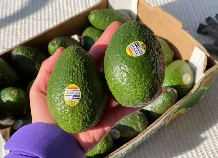 【首次登陸】智利進(jìn)口牛油果在天津口岸通關(guān)完畢