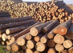 【木材進口動態(tài)】2022年木材價格將繼續(xù)波動