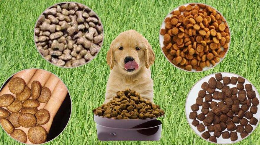 寵物食品進口報關(guān)所需手續(xù)資質(zhì)及進口單證